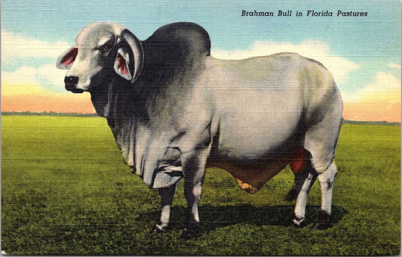 Brahman Bull Florida Pastures FL Cattle Shorthorn Angus Brahama Linen Postcard