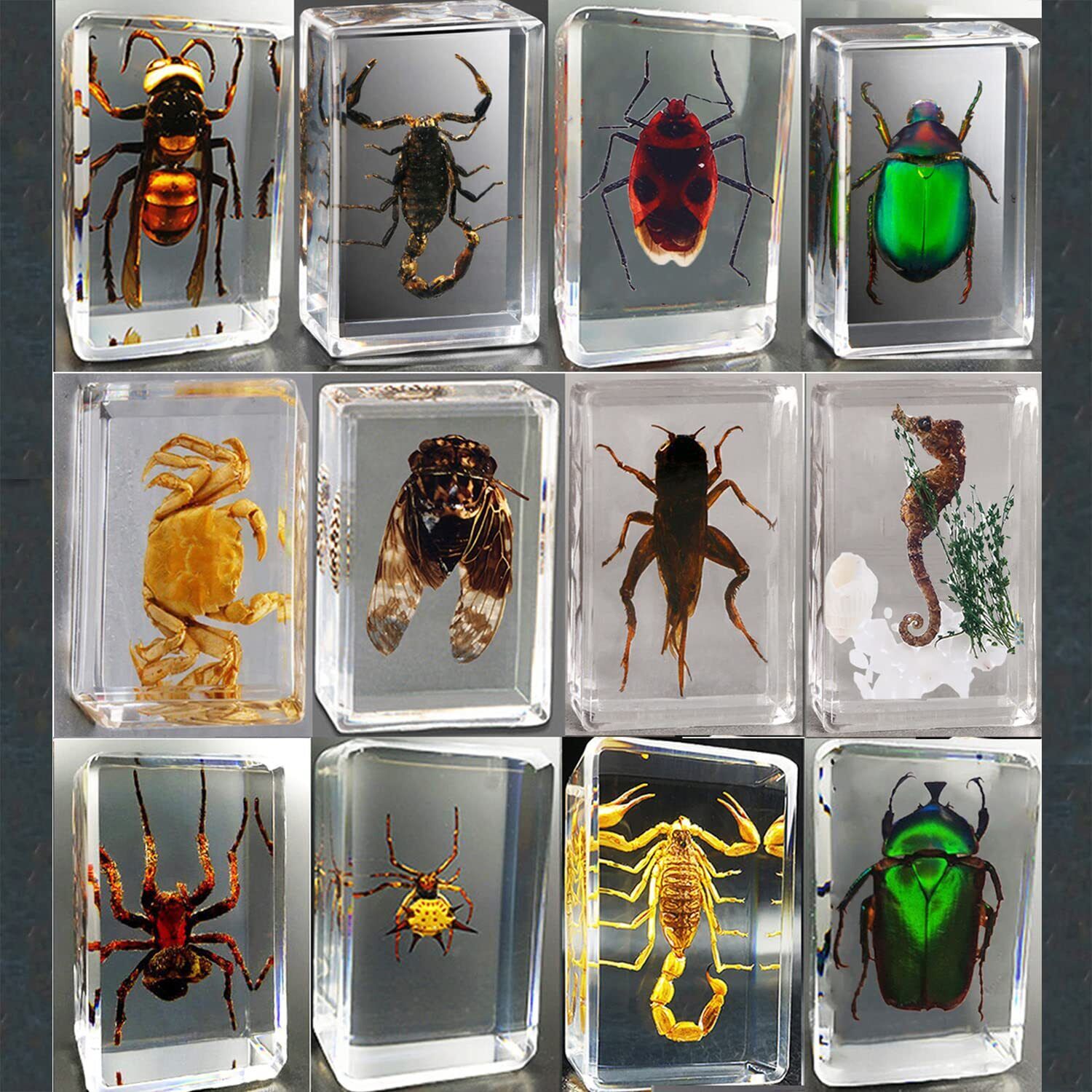 CXUEMH Clear Insect Specimens 12 Pcs Real Animal Specimen Bugs Resin Bug Coll...