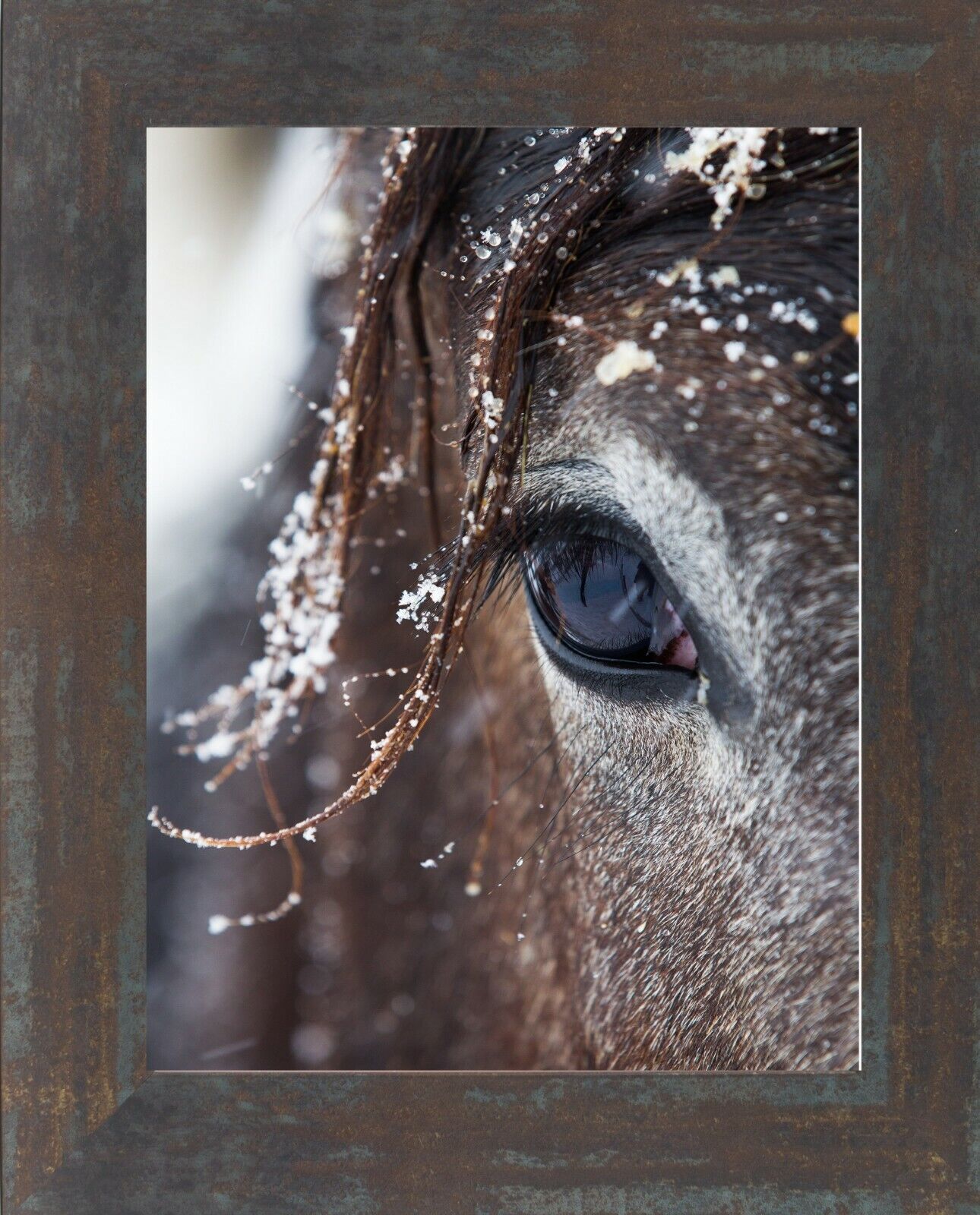 Horses Eye Art Print in Frame