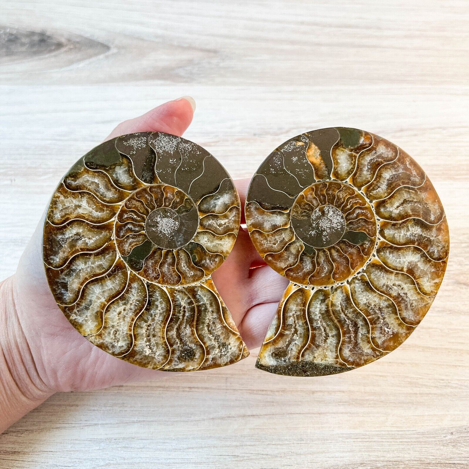 Ammonite Fossil Pair with Calcite Chambers 228g, Polished