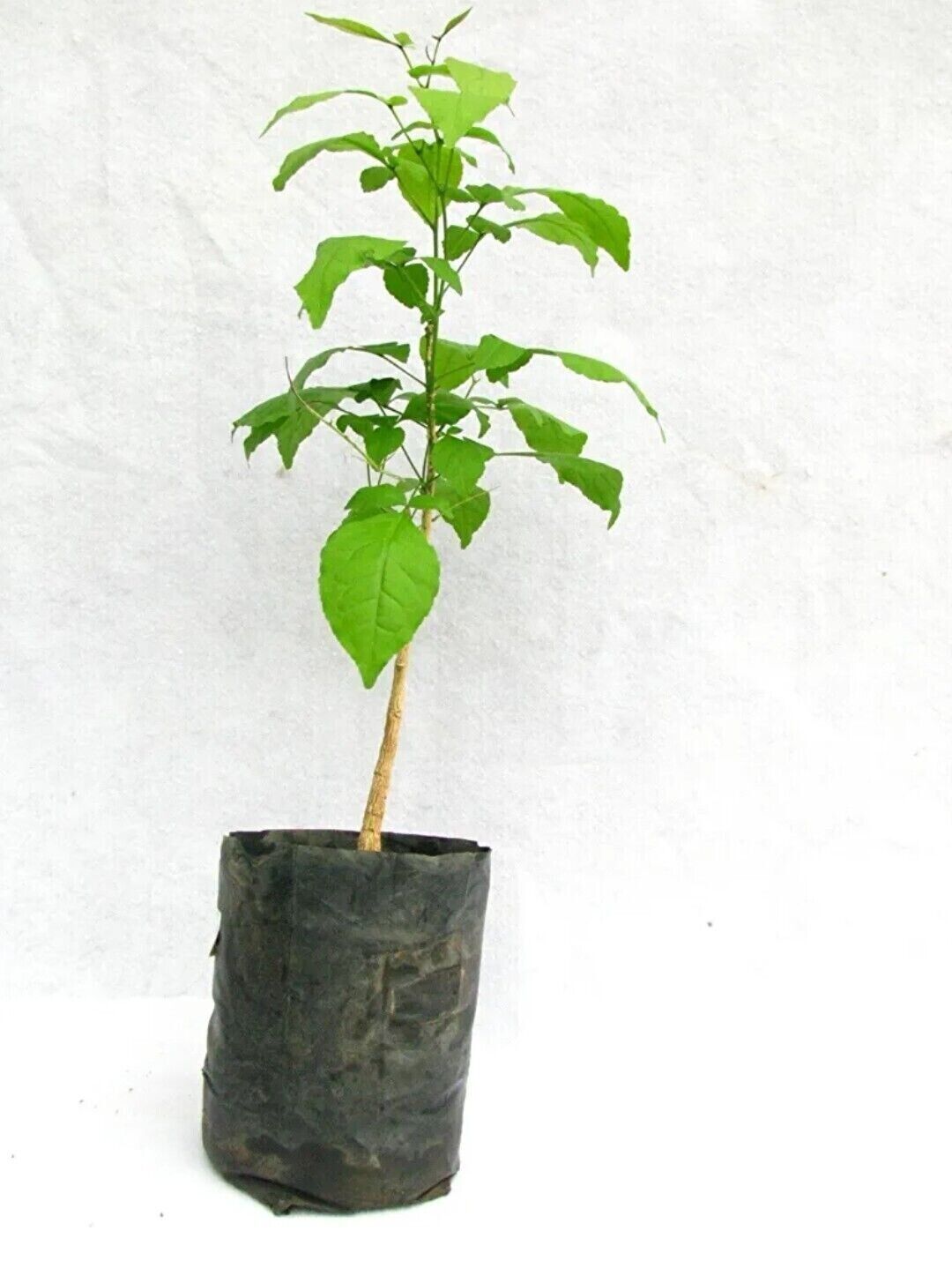 4 Bel Patra, Bilva Plant Live Plant Length 10 -15 inch for Planting Garden Plant