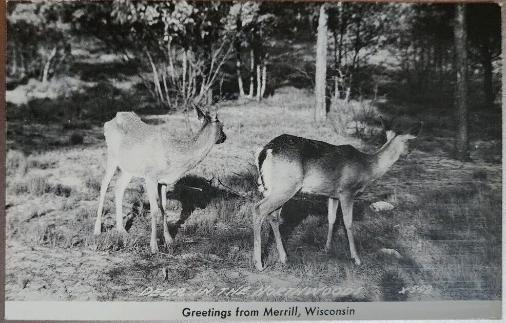 RPPC Greetings From Merrill, Wisconsin Deer, Vintage Unposted