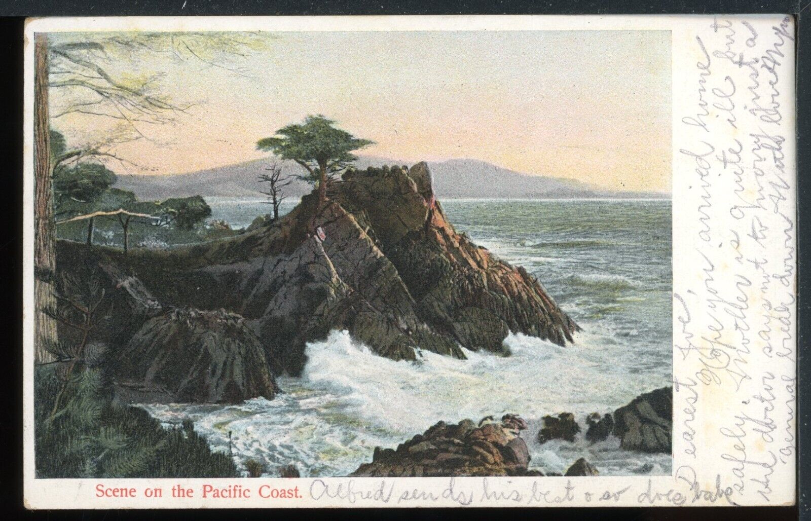 1907 Pacific Coast Cypress Monterey California Historic Vintage Postcard M945