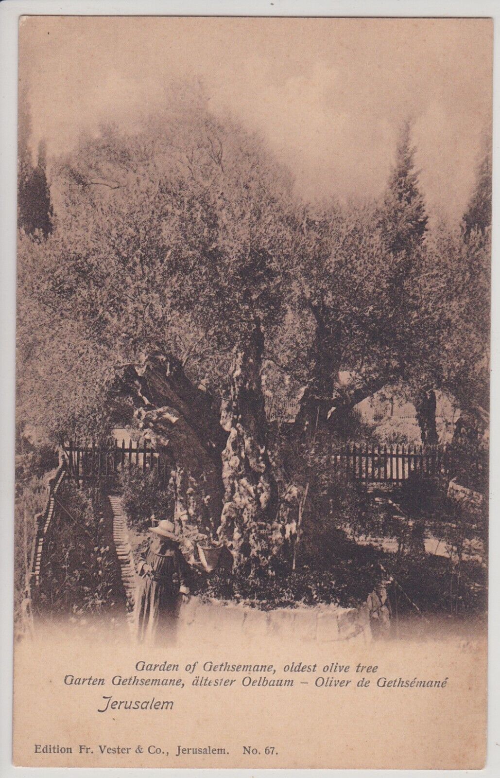 Jerusalem, Israel. Garden Of Gethsemane, Oldest Olive Tree. Antique Postcard.