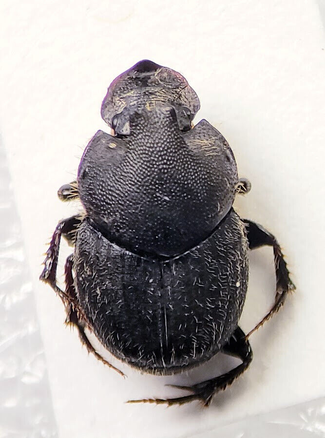 Witch\'s Scarab: Onthophagus hecate (Scarabaeidae) USA Coleoptera Dung Beetle