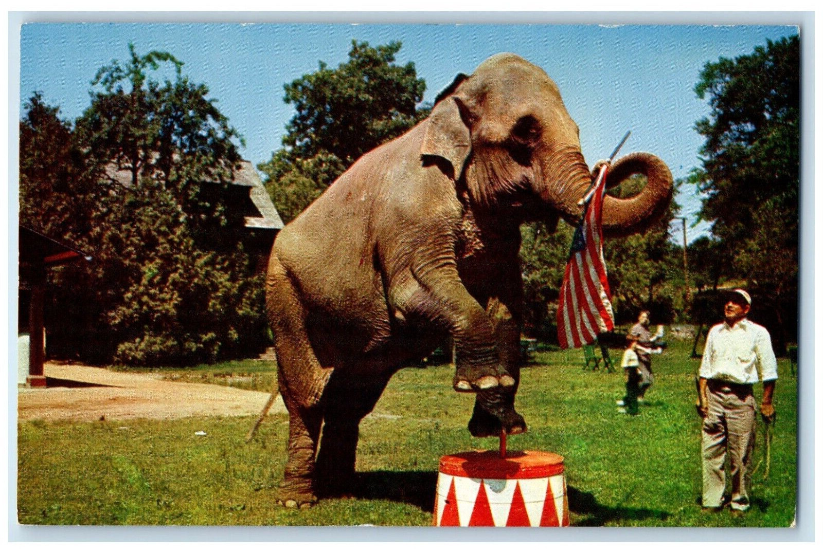 c1960s Betsy the Elephant, Benson Wild Animal Farm Hudson Centre NH Postcard