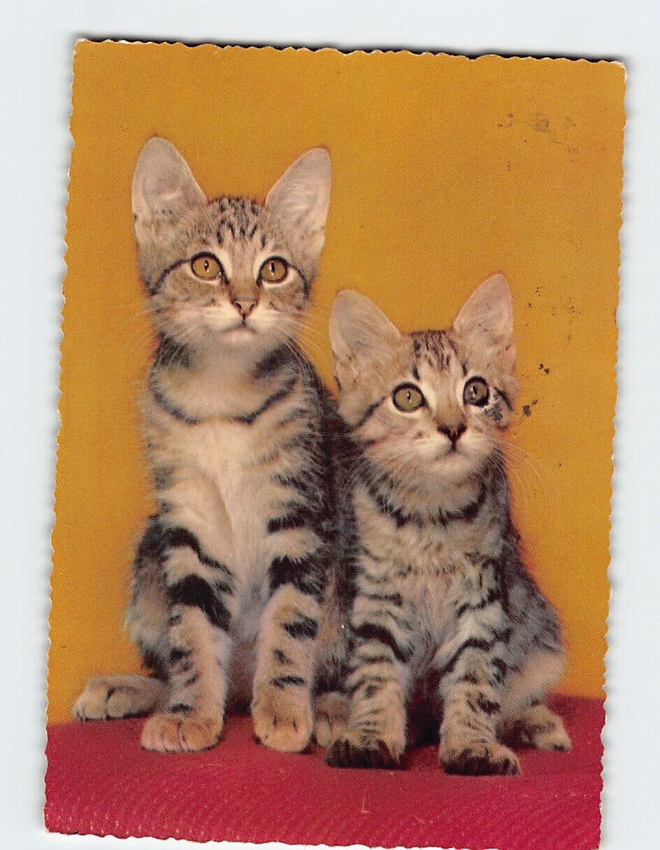 Postcard Two Kittens