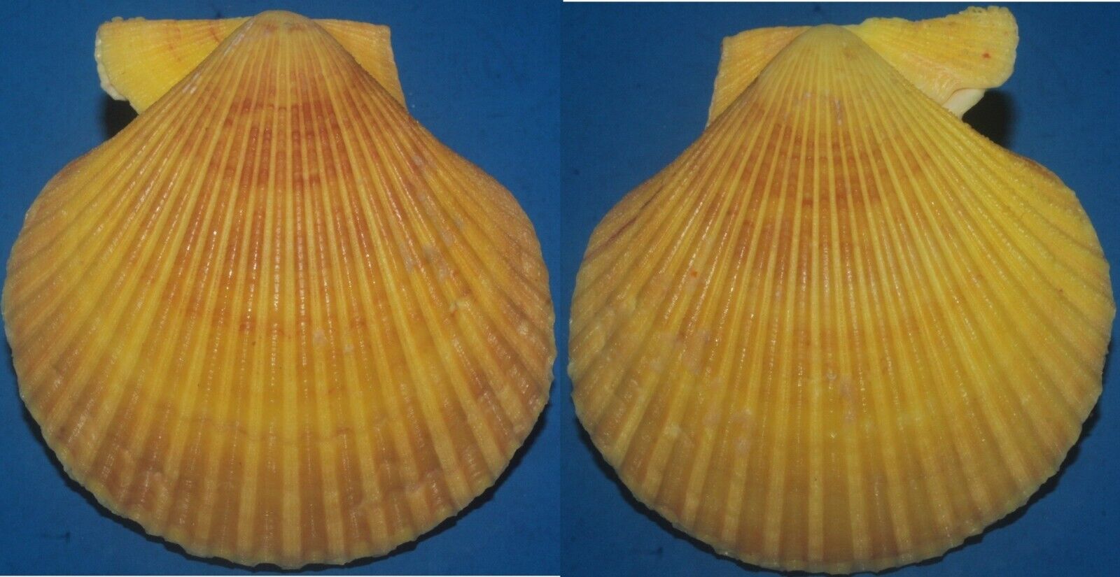 Tonyshells Seashells Mimachlamys gloriosa GLORY SCALLOP 74mm F+++/gem