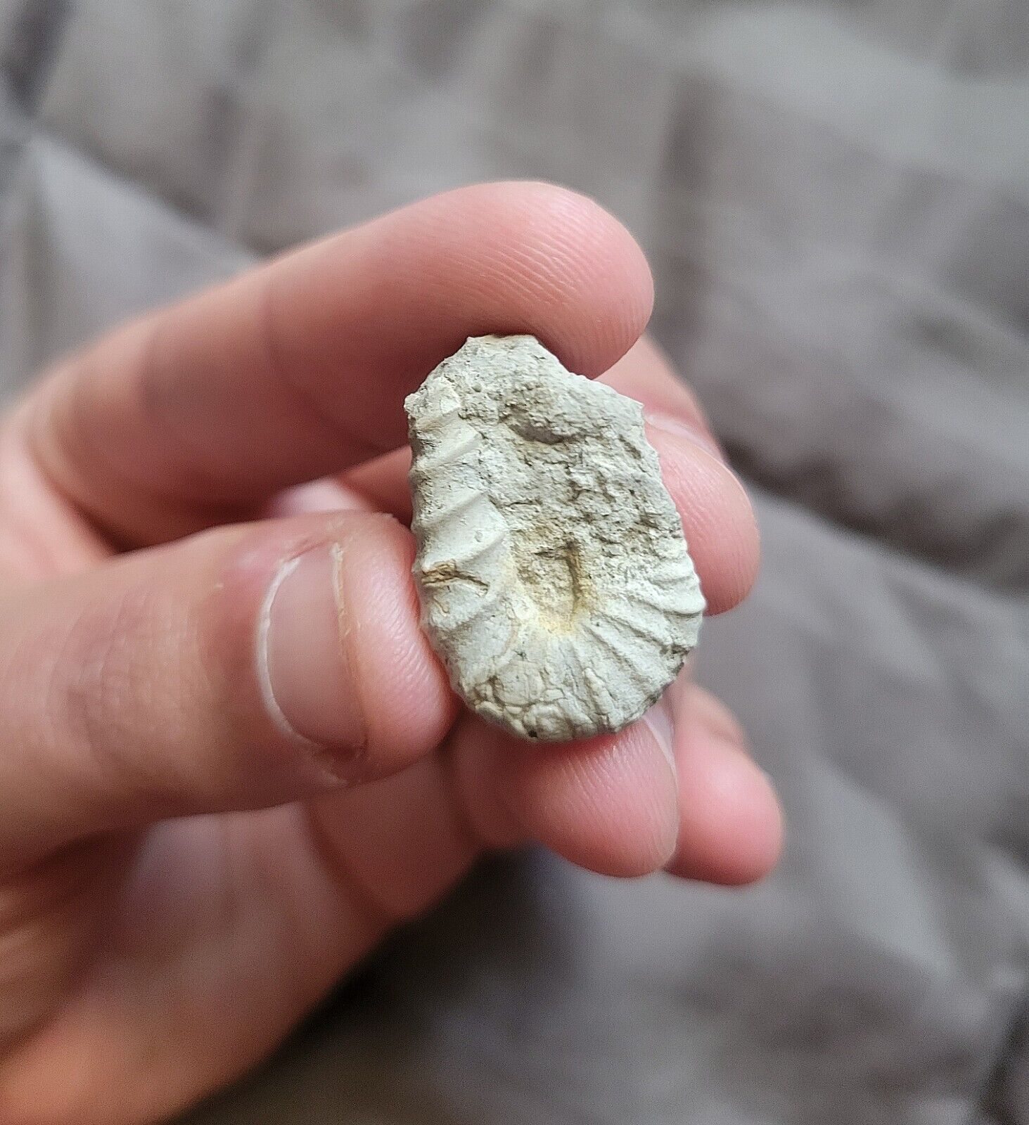 Rare Mini Heteromorph Ammonite Fossil Shell Like Didymoceras