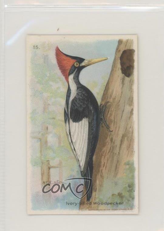 1935 Arm & Hammer Useful Birds of America Series 7 Ivory-billed Woodpecker 3c7