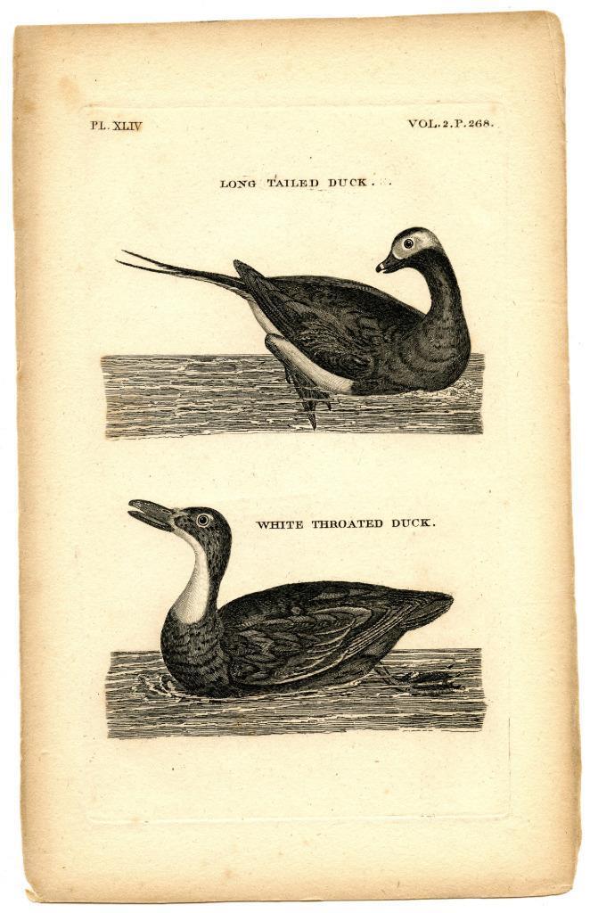 1776 Pennant White Long Tailed Duck Copper Engraving Antique Bird Zoology Print