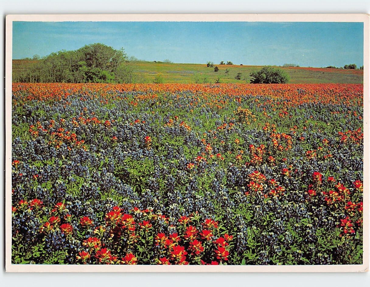 Postcard A Texas Field of Indian Paintbrush and Texas Bluebonnets Texas USA