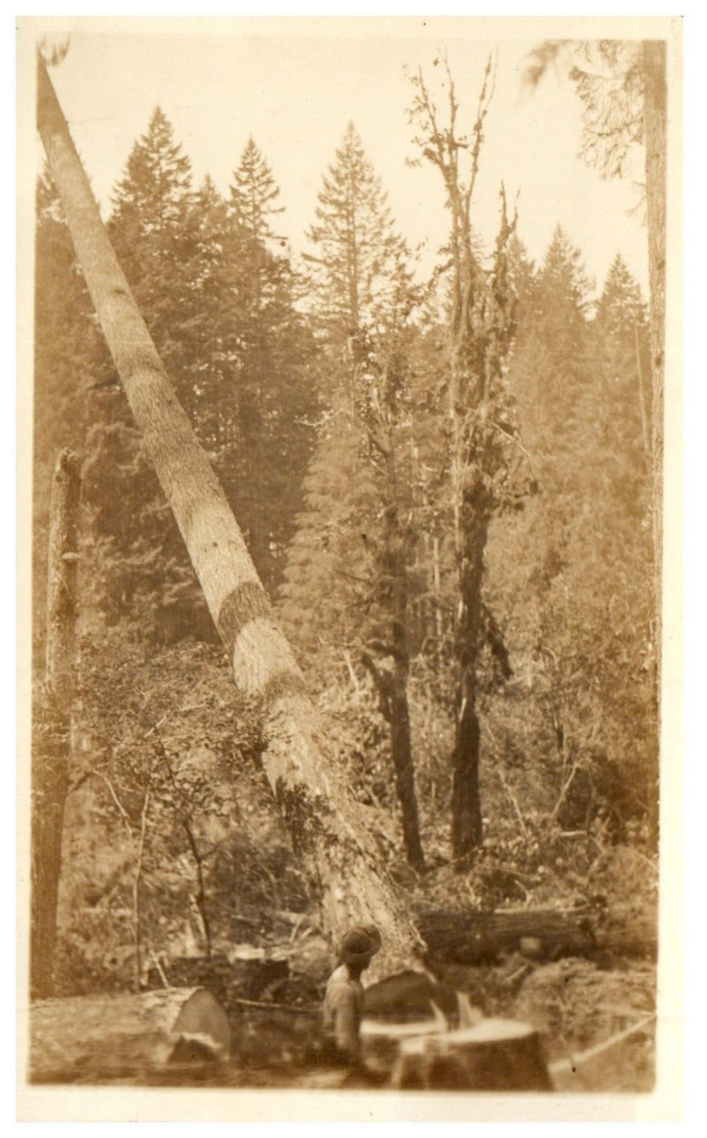 RPPC Logging Felling Giant Trees Lumberjack Postcard c.1910 Lumber Timber AZO