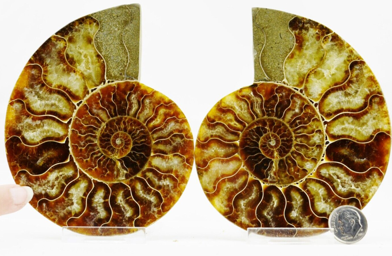 Large PAIR Cut Ammonite Multi-Color Crystals XL 130mm 110myo FOSSIL 5.2\