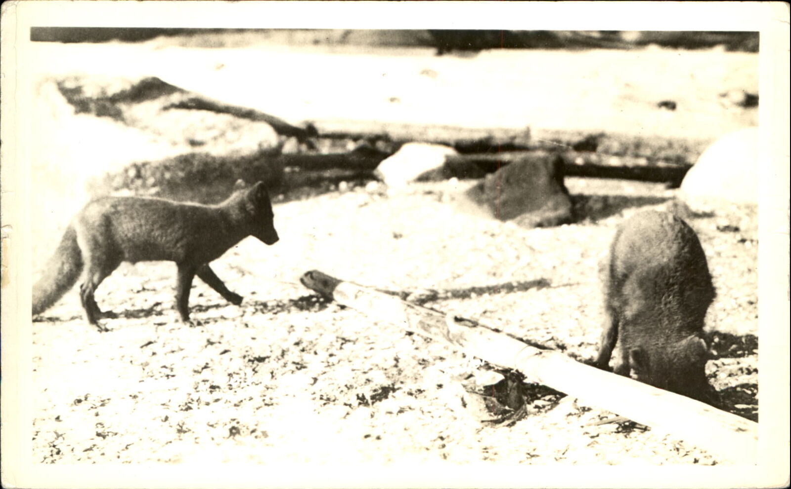 Two foxes ~ Arctic foxes?  ~ RPPC real photo postcard 1924-1949