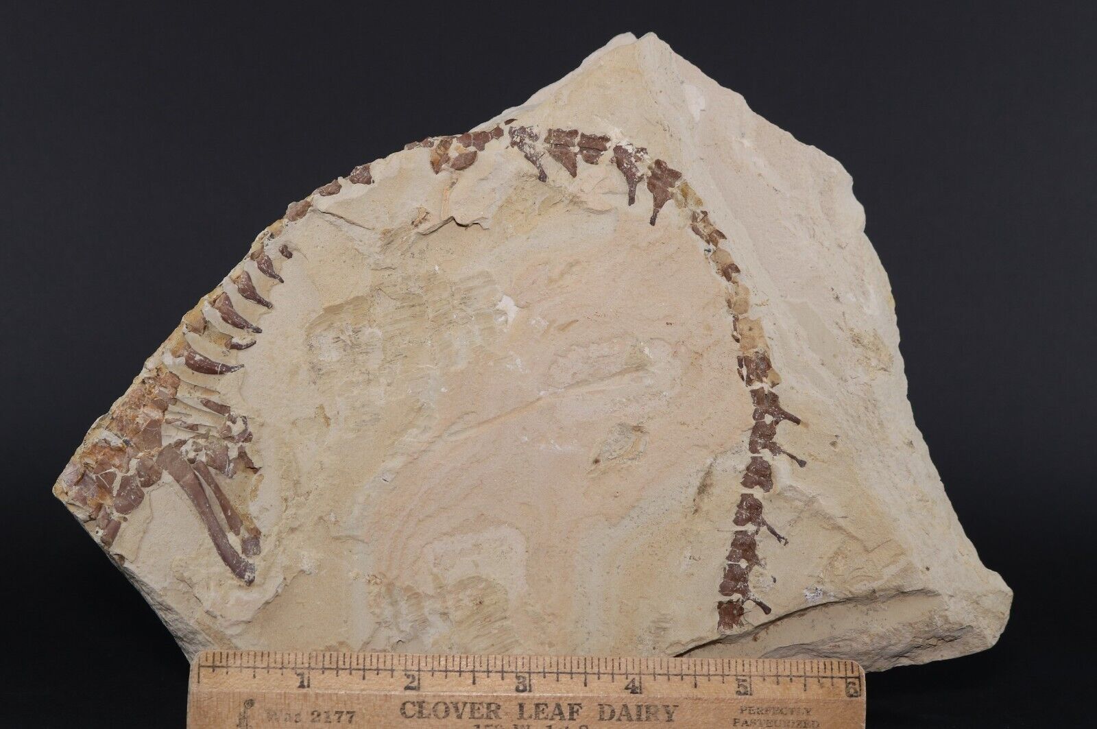 Mesosaurus Braziliensis reptile fossil partial skeleton Permian Brazil COA 6281