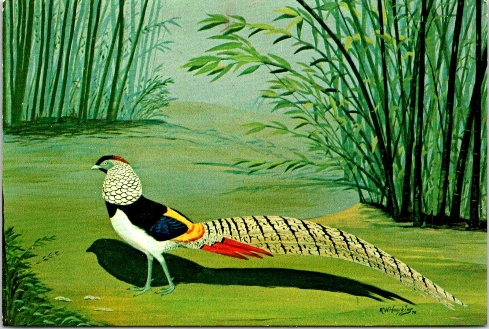 Postcard Lady Amherst Pheasant Pittsburgh Aviary Allegheny Commons C11