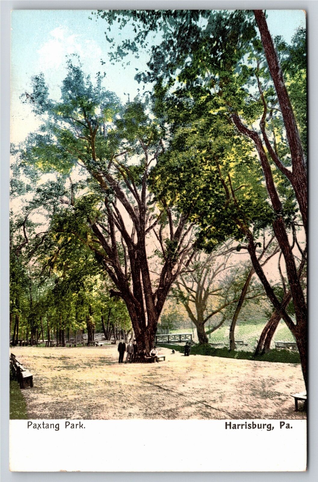 Harrisburg Pennsylvania~Trees In Paxtang Park~Vintage Postcard