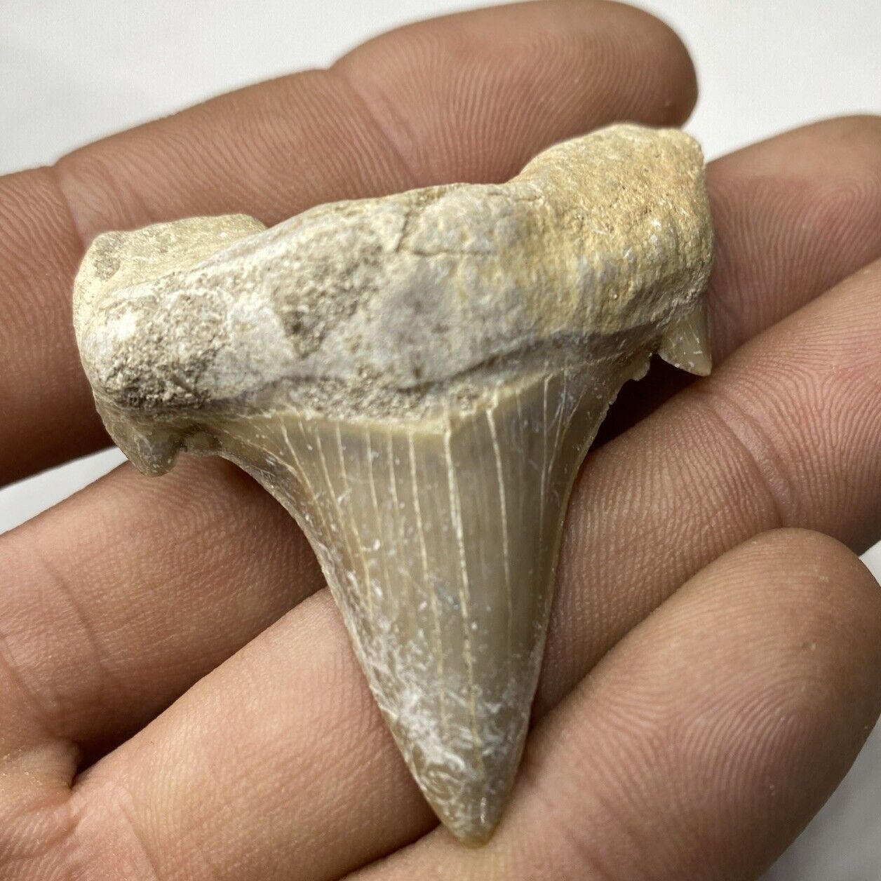 Shark Tooth Large Believed To Be Otodus Obliquus Largest