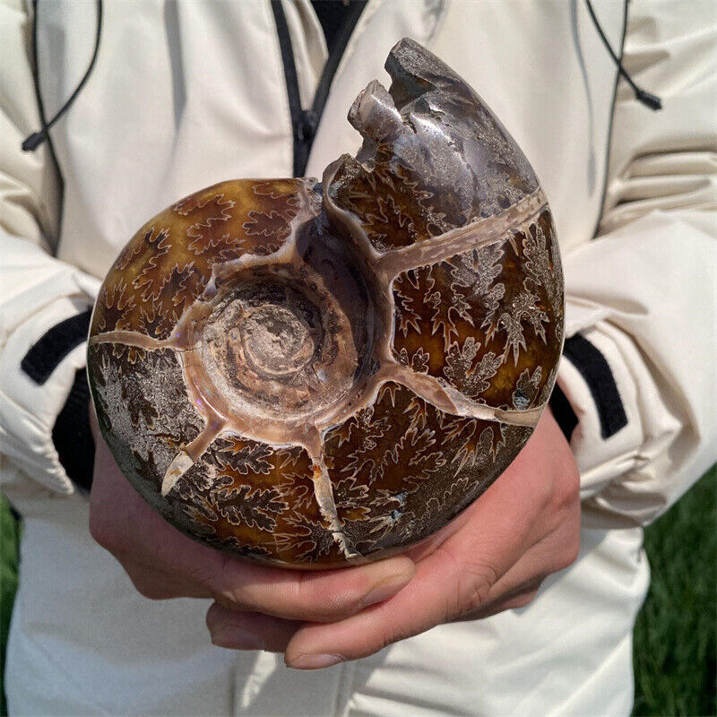 0.85kg Natural Ammonite Fossil Reiki Crystal Mineral Specimen Decor Crystal Gift