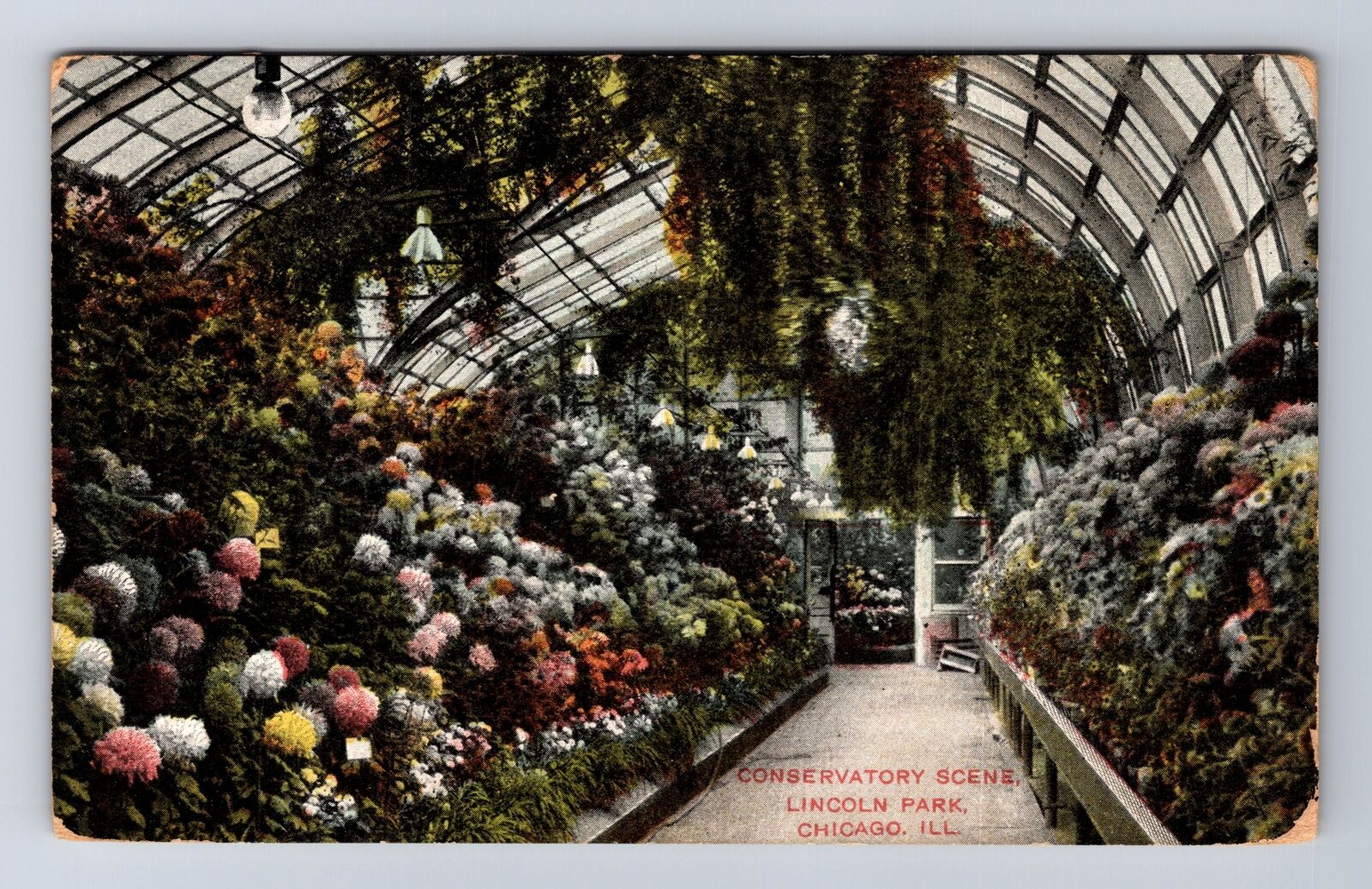 Chicago IL-Illinois, Conservatory Scene, Lincoln Park, Vintage c1908 Postcard