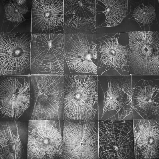 LOT OF 1 assorted orb weaver spider webs preserved USA