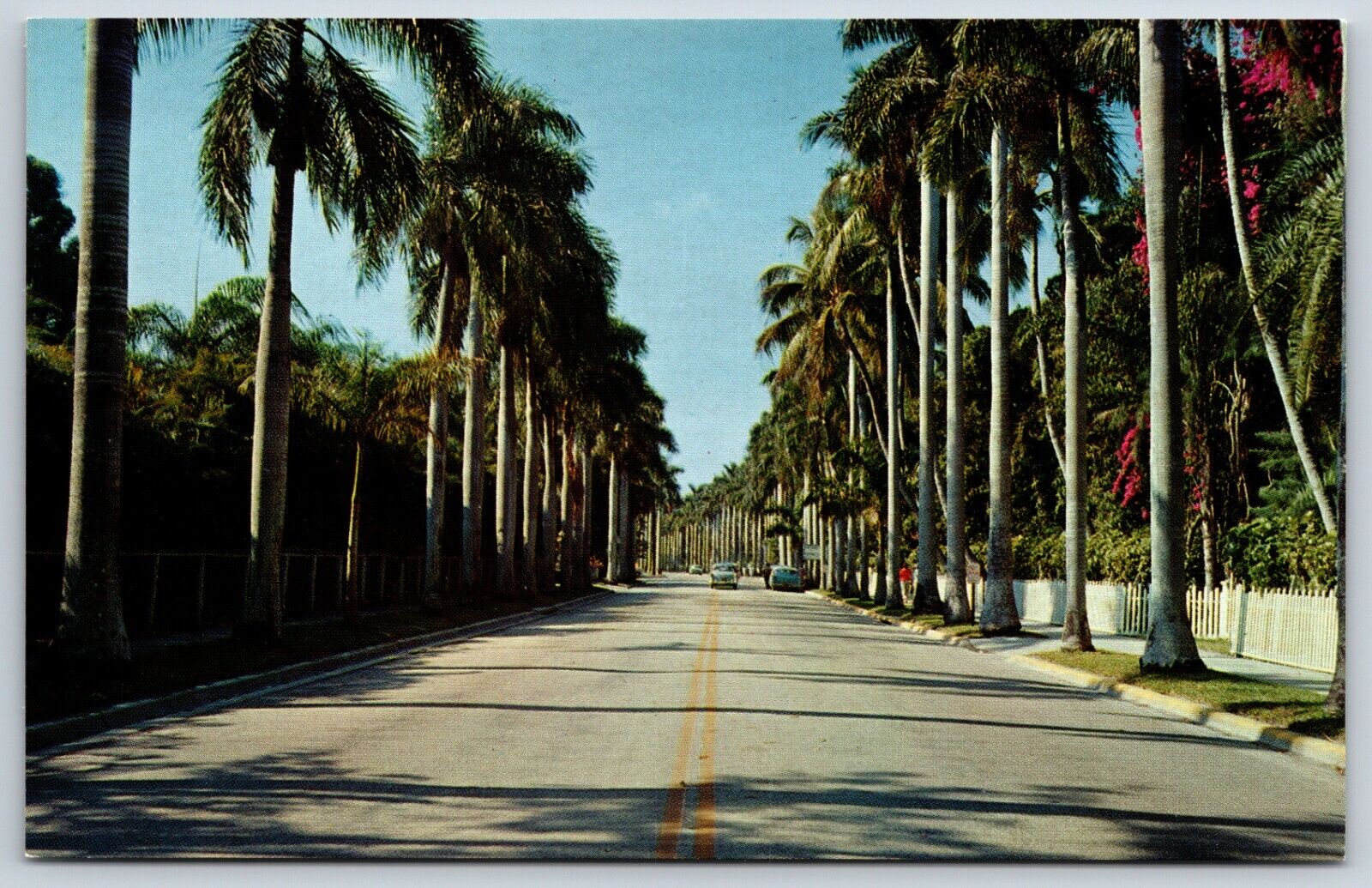 Postcard Avenue Of Palms, Planted By Mr. Edison In 1901, Fort Myers, FL Unposted