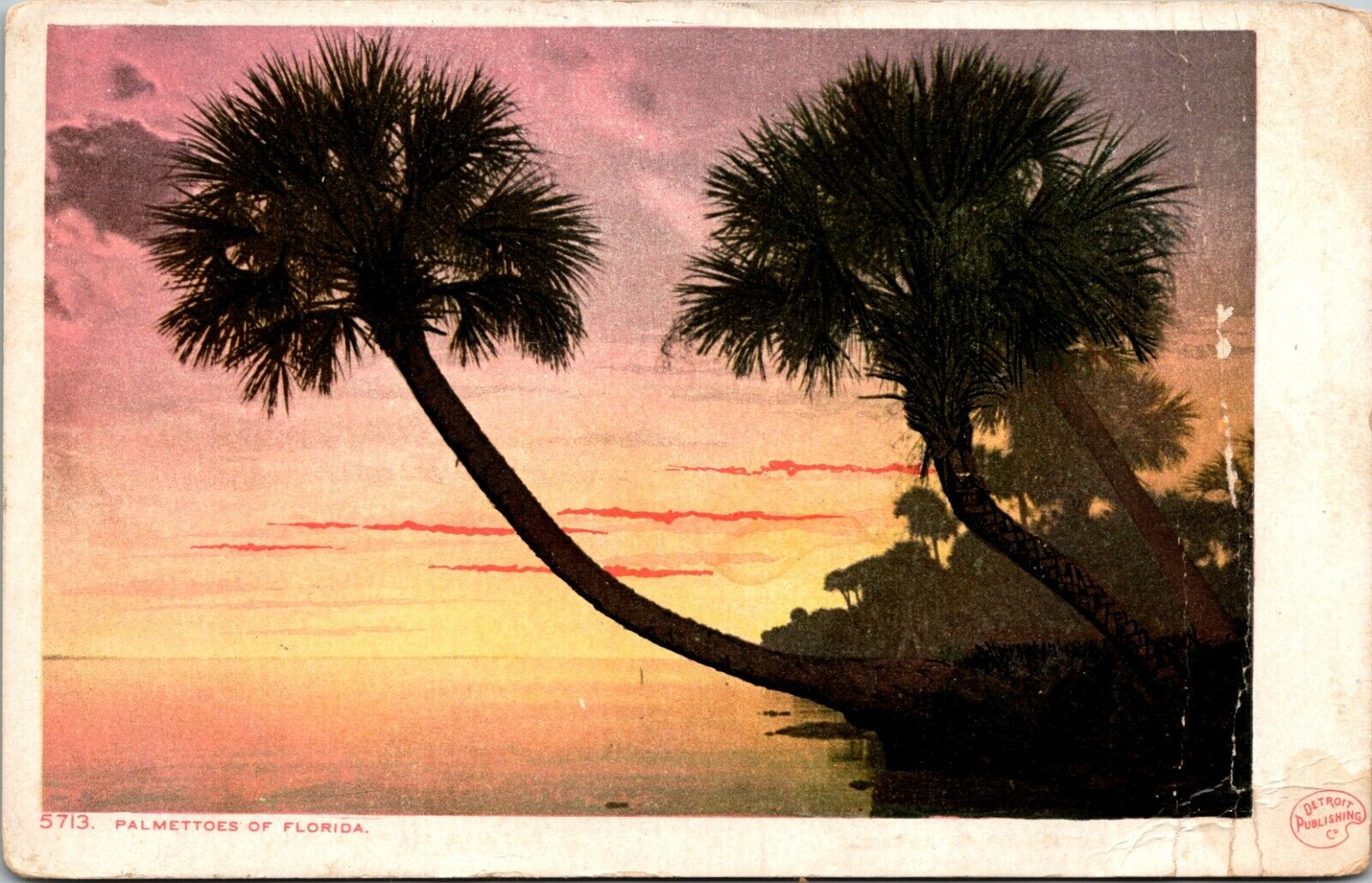 palmettoes of Florida Detroit Photographic Co. Postcard