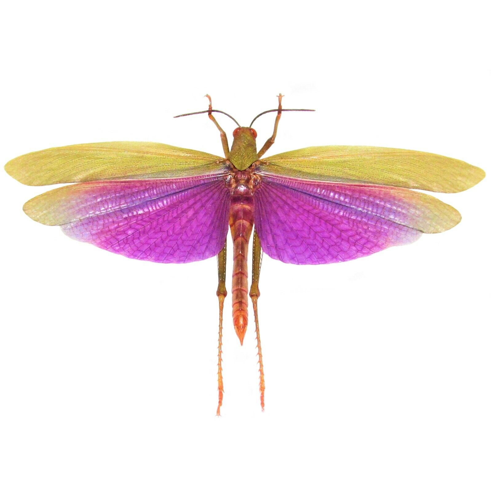 Titanacris albipes MALE purple grasshopper Peru UNMOUNTED WINGS CLOSED