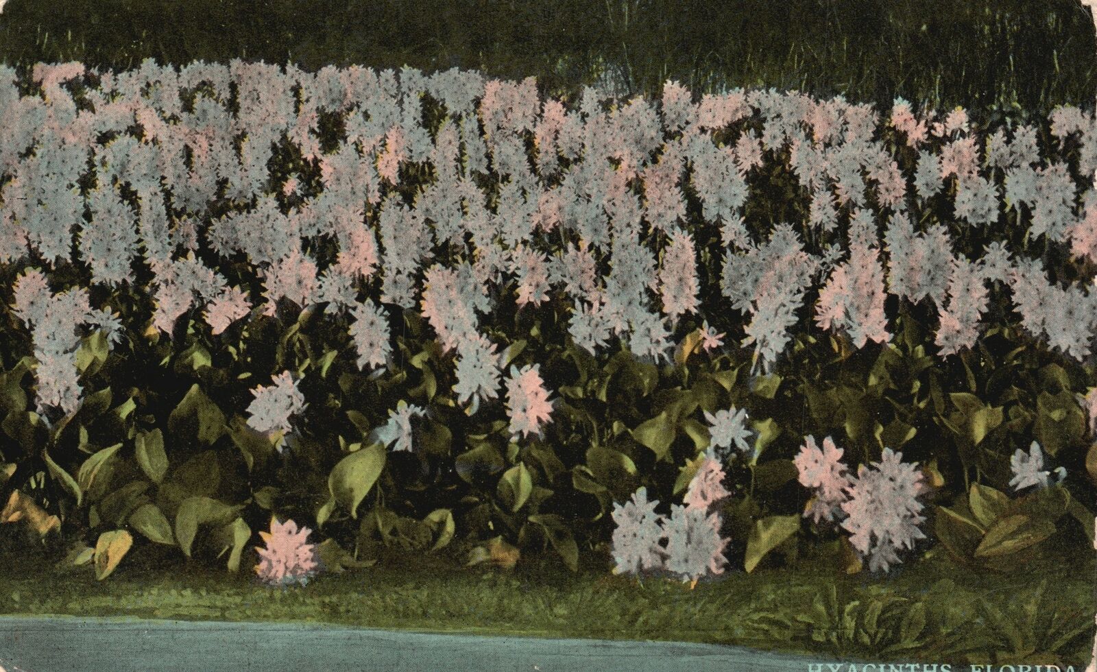 Vintage Postcard Hyacinths Eichhornia Crassipes Aquatic Plant Florida FL