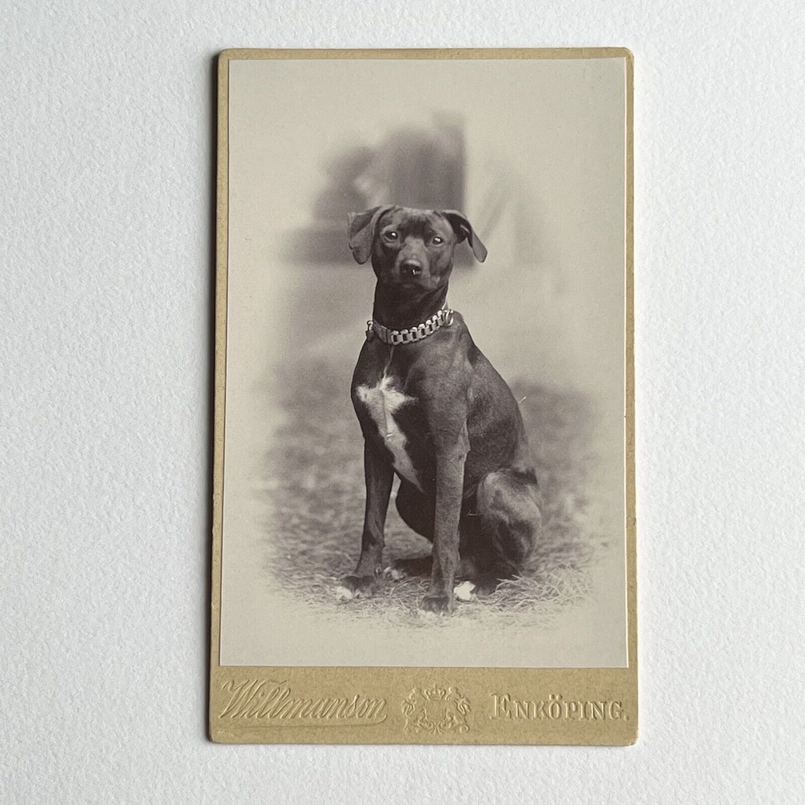 Antique CDV Photograph Adorable Sweet Dog Pitbull Terrier Beautiful Collar