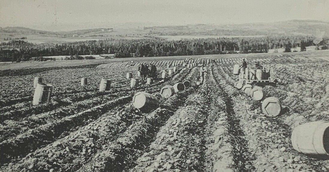 Postcard RPPC Of Farmers Digging Potatoes In Maine