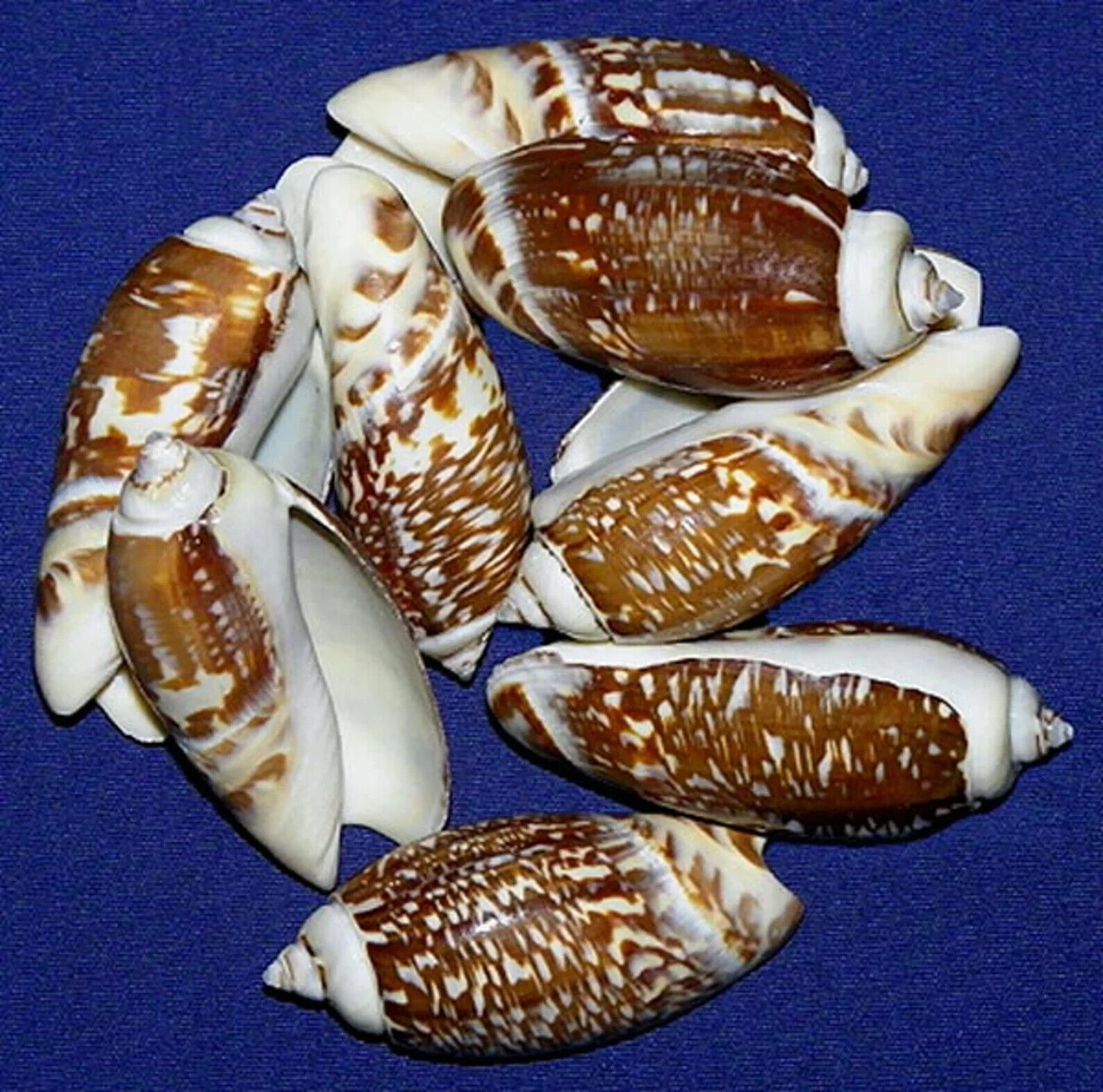 Oliva Gibbosa Olive Seashells 2\