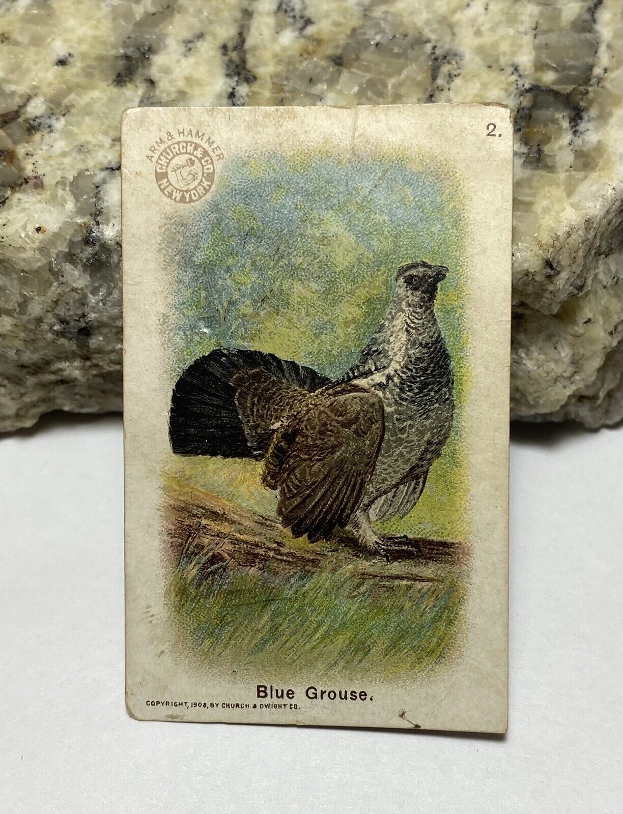 Victorian Trade Card Arm & Hammer Church Dwight #2 Blue Grouse Useful Bird c1908