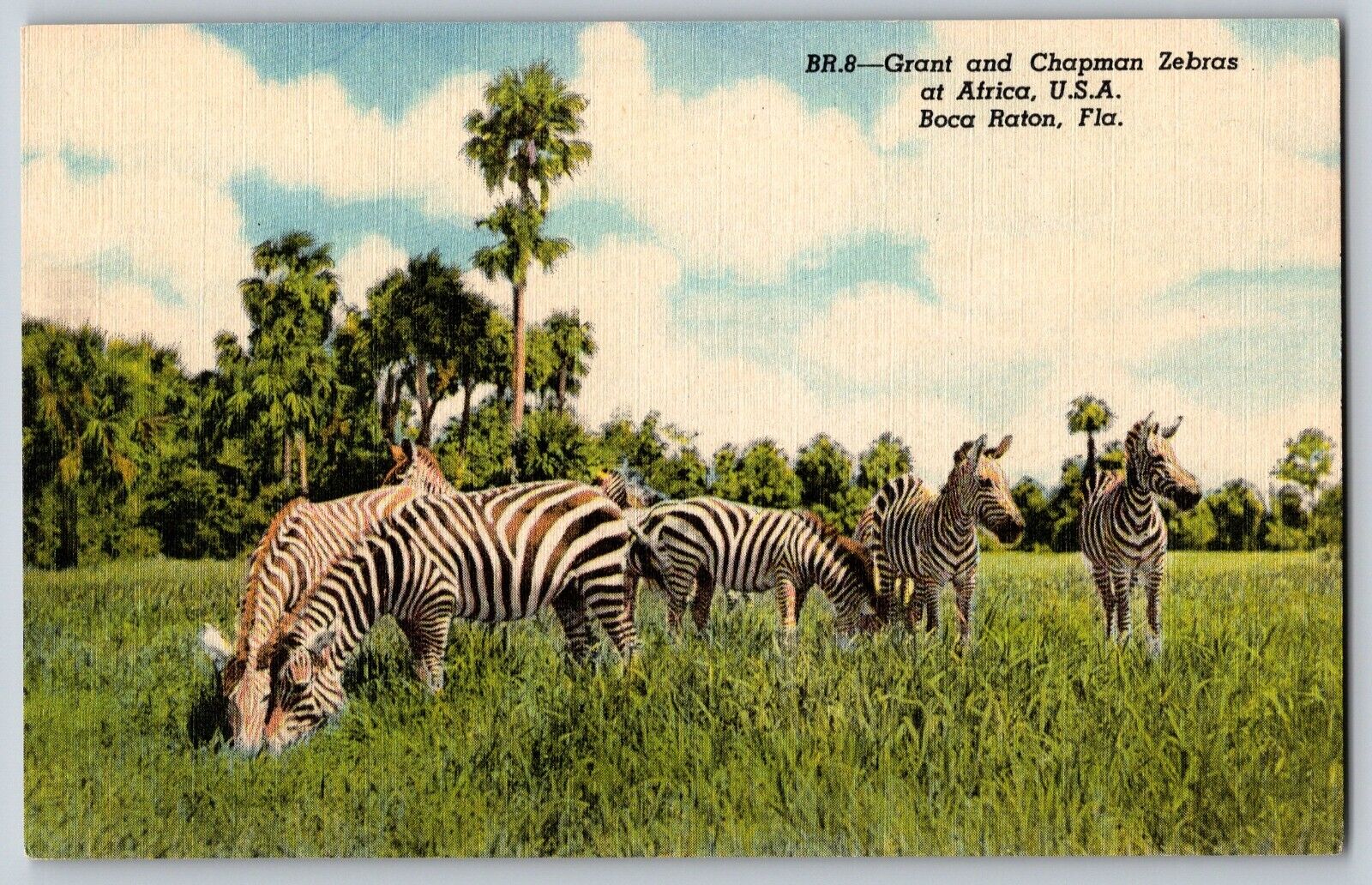 Florida FL, Boca Raton - The View Of Grant And Chapman Zebras - Vintage Postcard