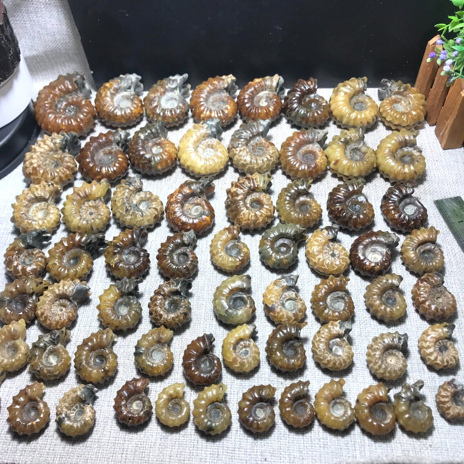 80--100g 1pcs Natural Polished Goat Horn Snail Ammonite fossil from Madagascar