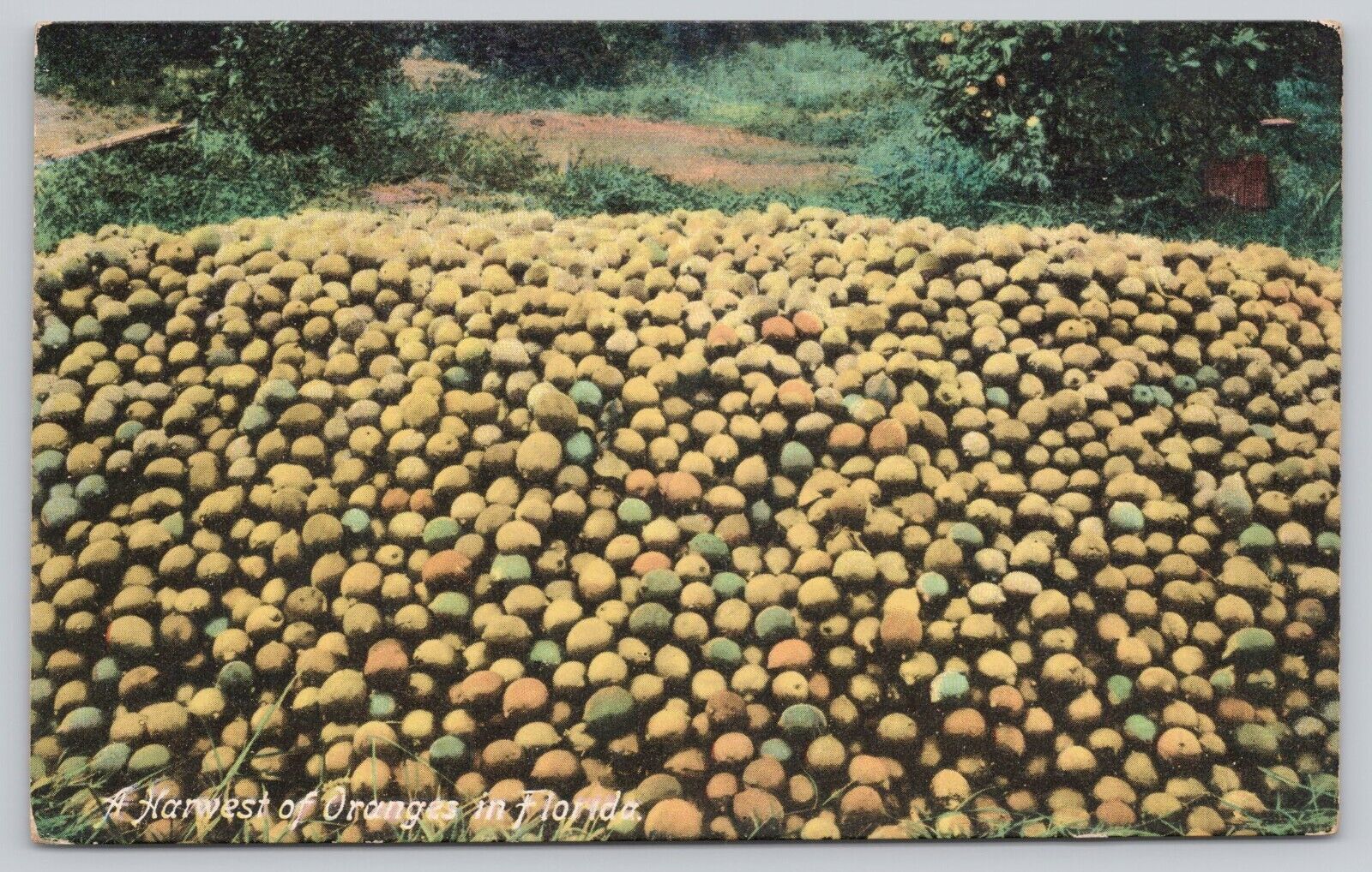 Postcard A harvest of Oranges FL Printed in Germany
