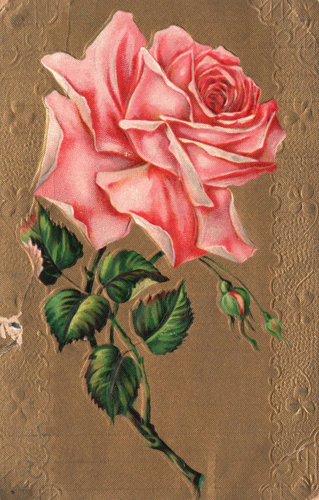 Vintage Postcard 1915 Beautiful Dusty Pink Rose Flower Blooms Floral Artwork