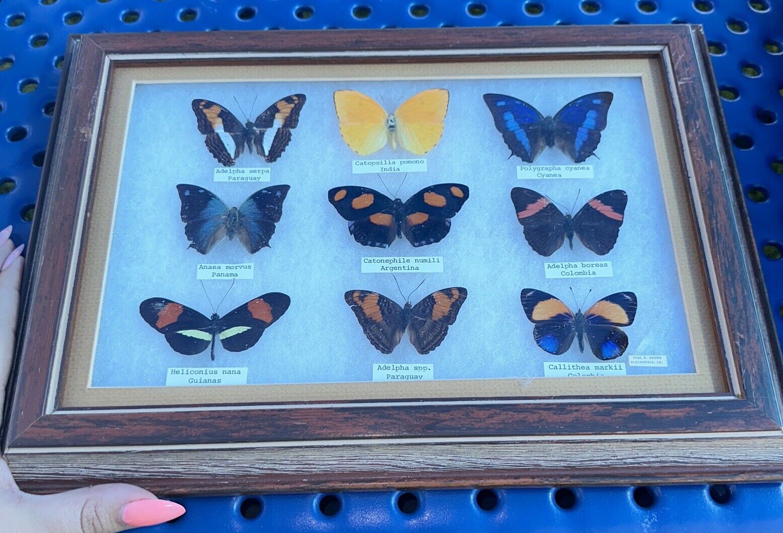 Rare Butterfly Specimen Art Framed Shadow Box Taxidermy
