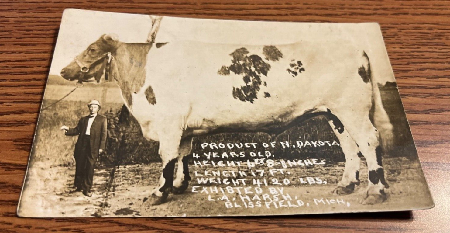 c 1910 Blissfield MI Large N Dakota Cow Exhibited Unusual Exaggeration Postcard