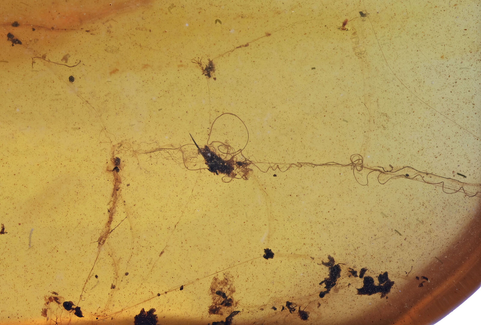 Rare large cobweb spider webbing, Fossil inclusion in Burmese Amber