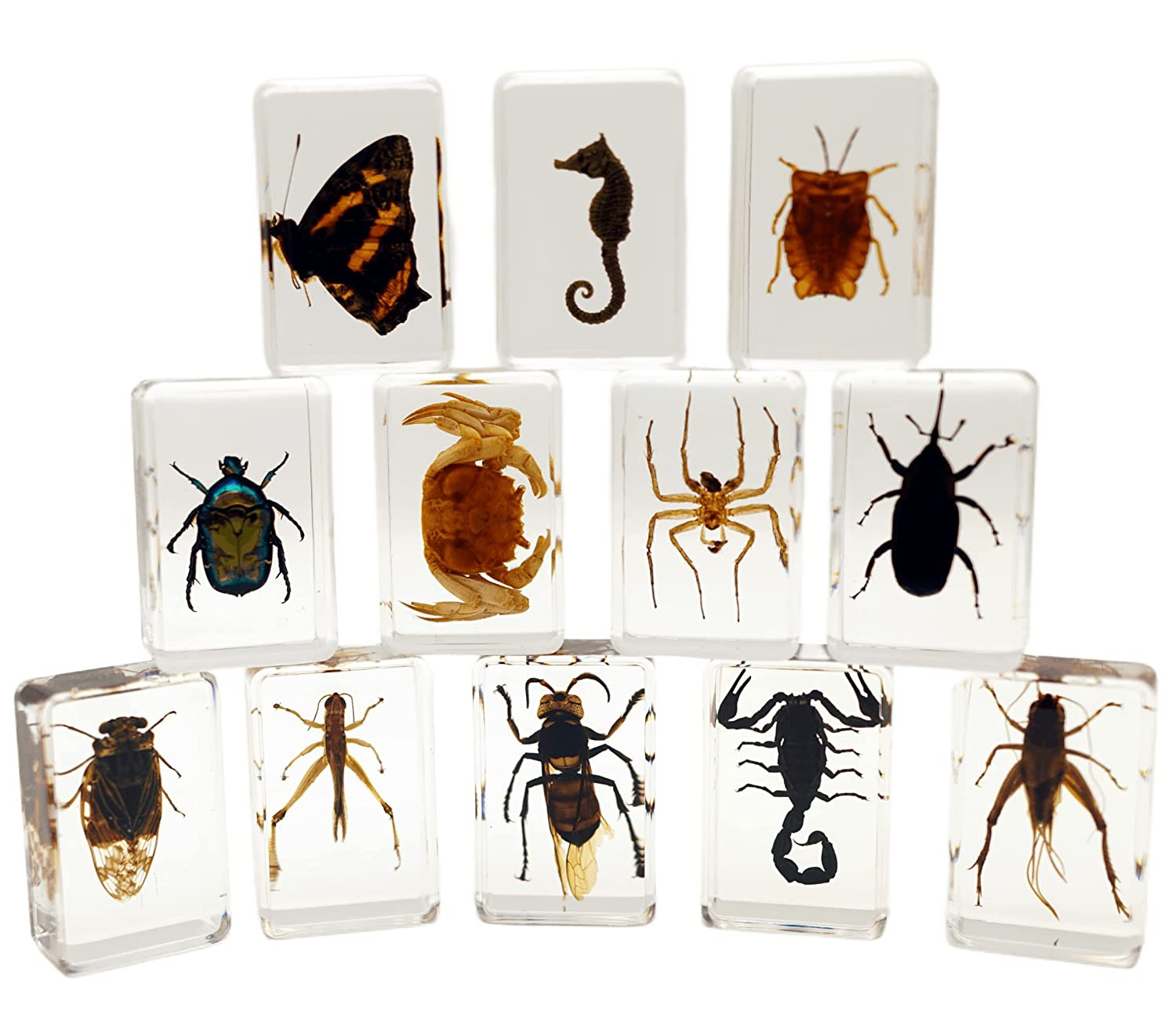 12 Pcs High-Definition Amber, Insect in Resin Bugs Specimen Set Preserved in Res
