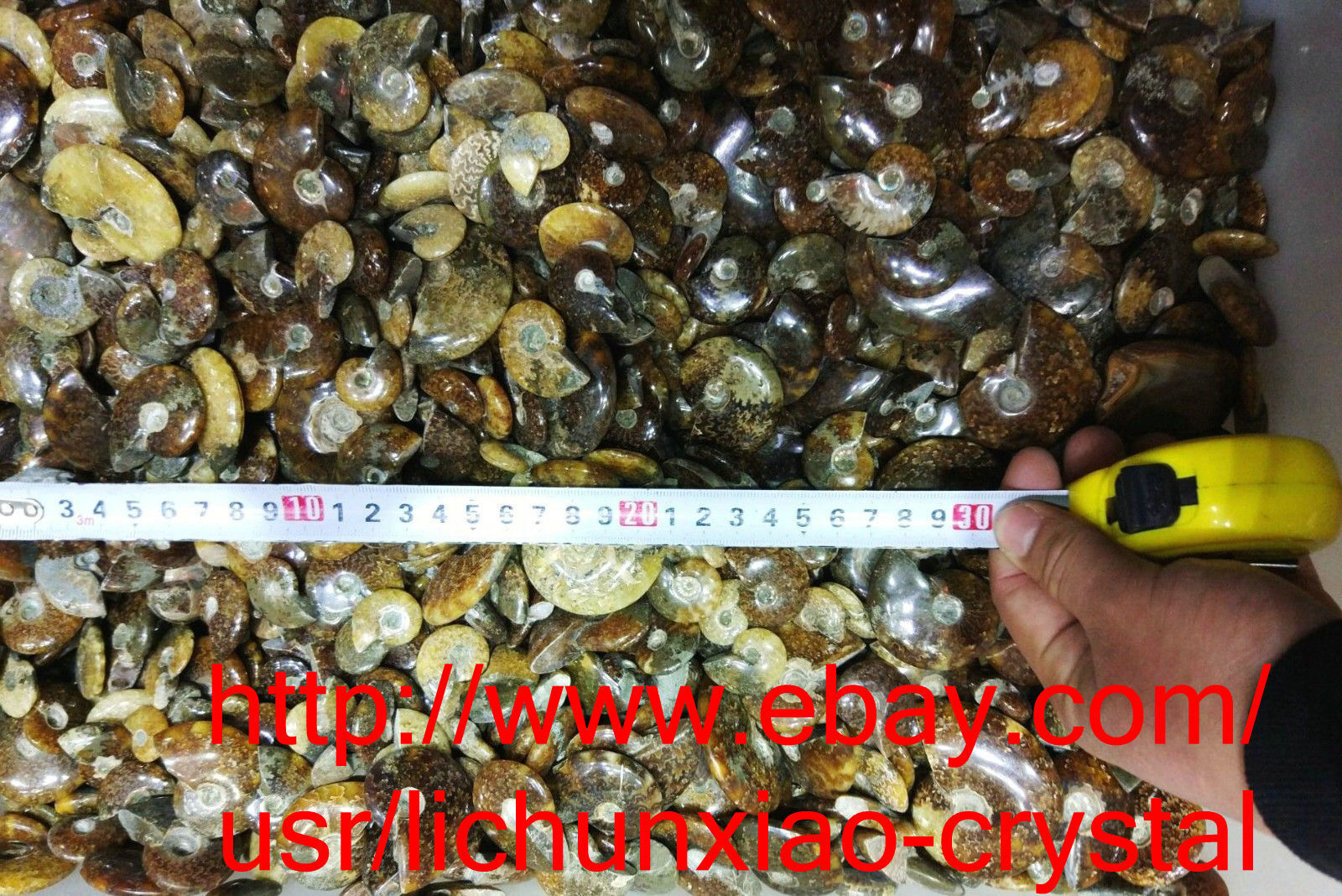 4.4lb （2kg）wholesale Natural Ammonite Shell Fossil Specimen Madagascar