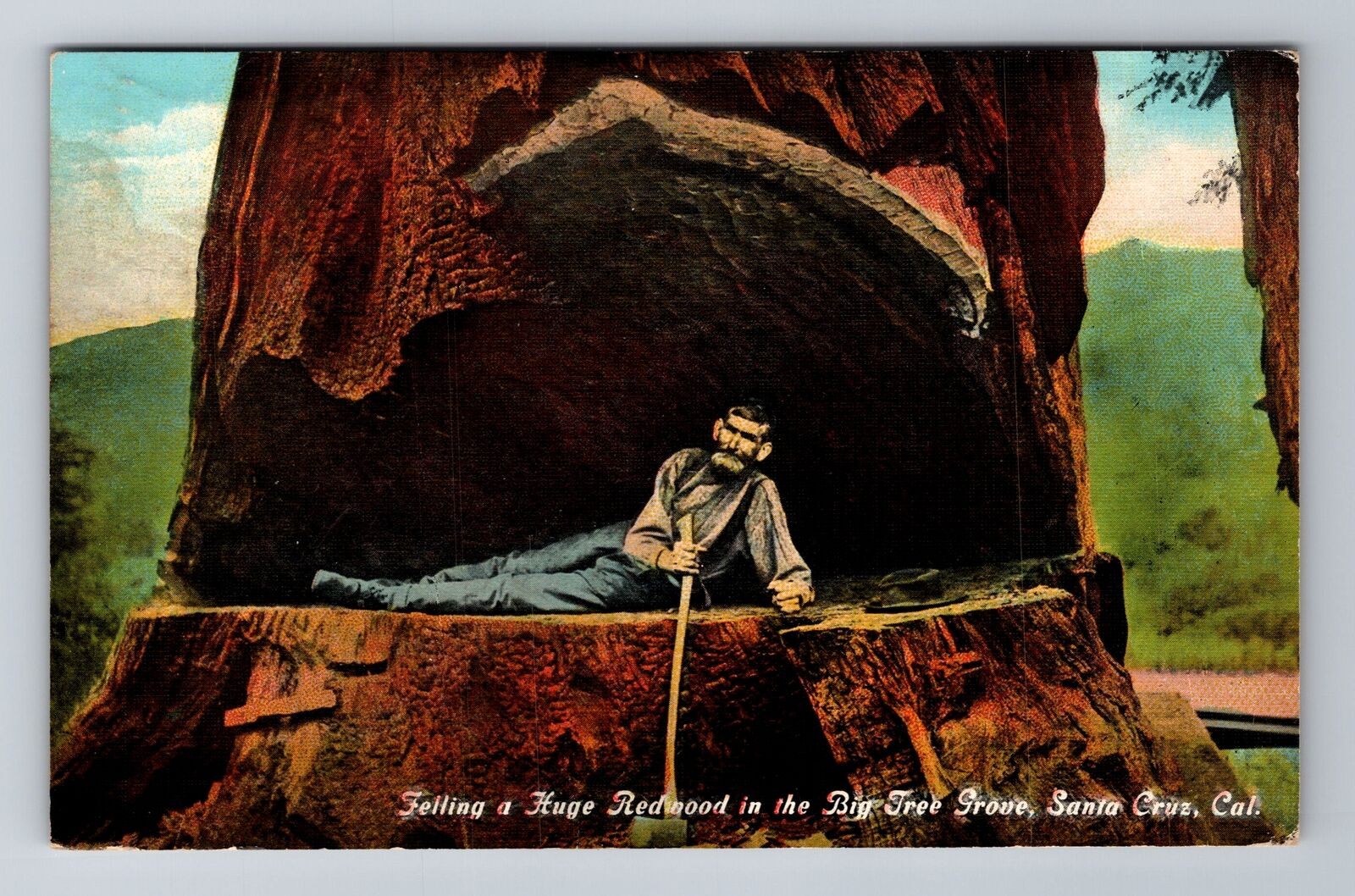 Santa Cruz CA-California, Huge Redwood Big Tree Grove, c1942 Vintage Postcard