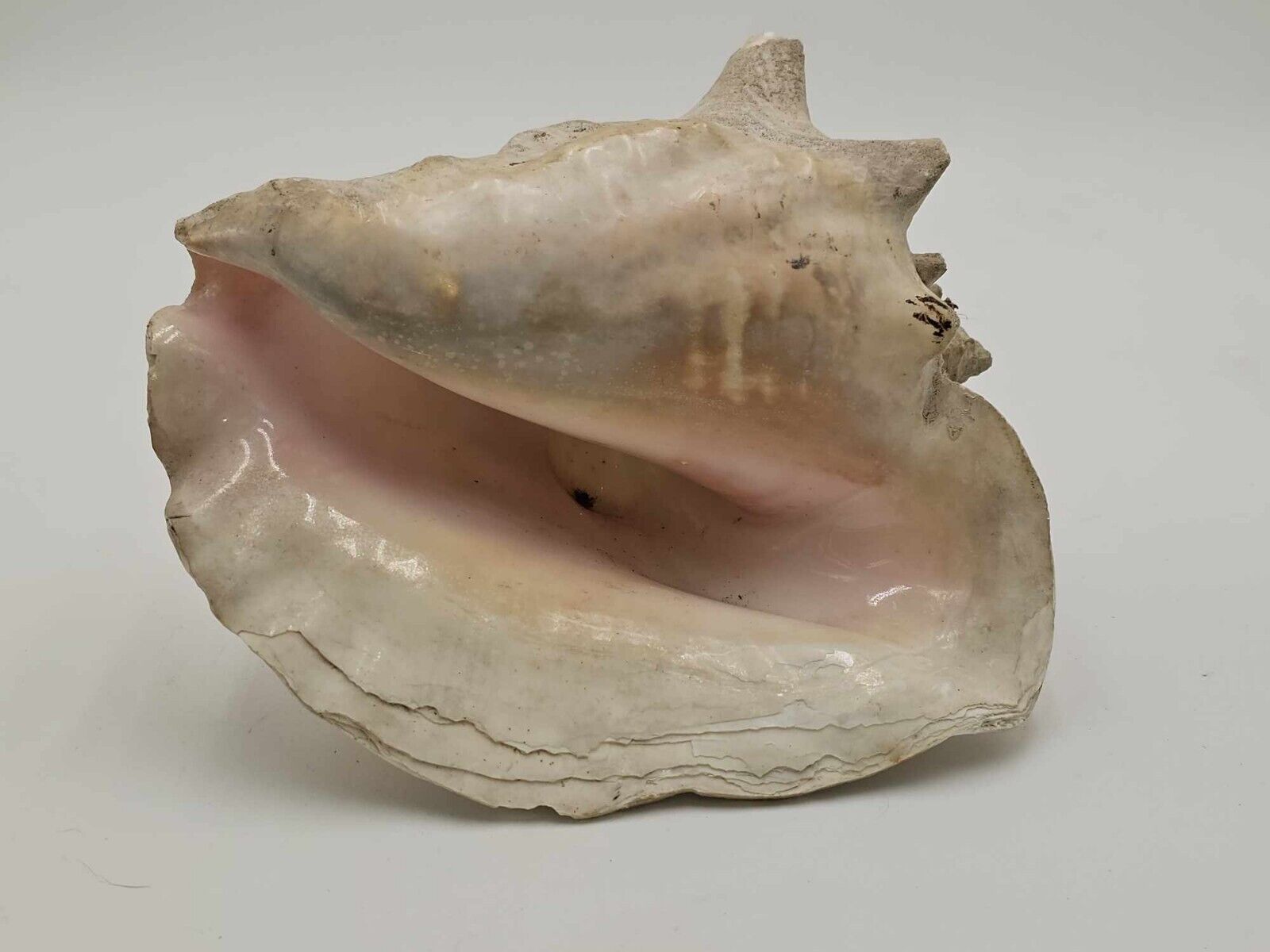 Queen Conch Extra Large 10\