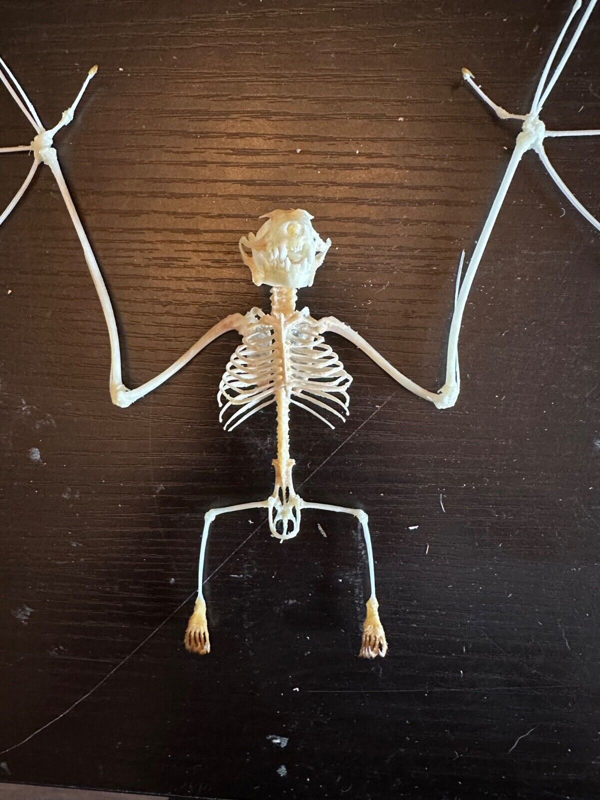 Real bat skeletons - Open wing   - Oddities - Occult - Witchcraft