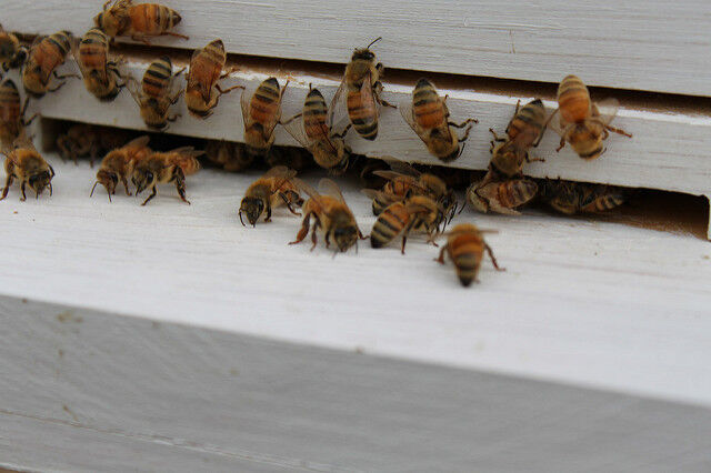 26 REAL Honeybees 26 FRESH ITALIAN HONNY BEES Fresh Dead SPECIMEN INSECT