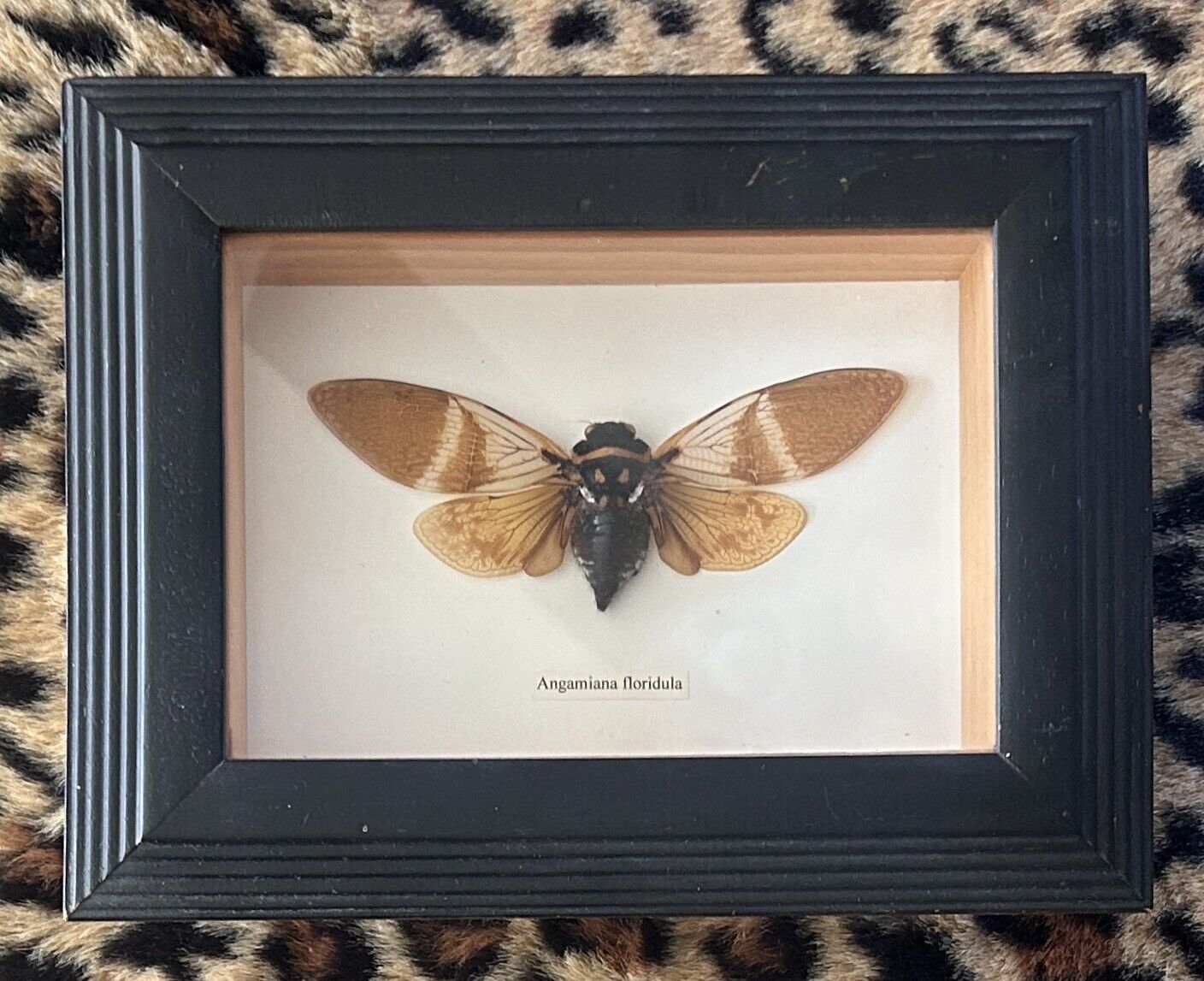 Real Framed cicadas angamiana floridula Shadow Box Taxidermy Artwork Oddity Deco
