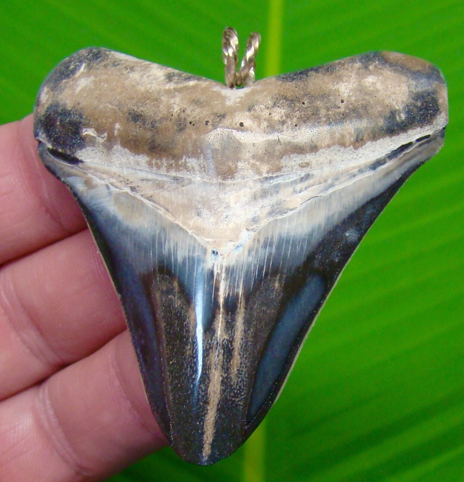 BEAUTIFUL - MEGALODON SHARKS Tooth Necklace  - 2 & 3/4 in. COLORFUL 