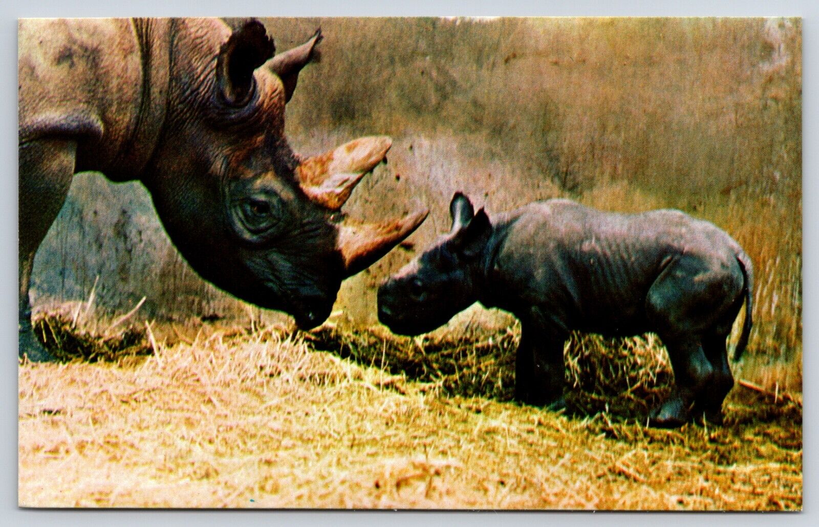 African Black Rhinoceros National Zoo Zoological Park Washington DC Postcard